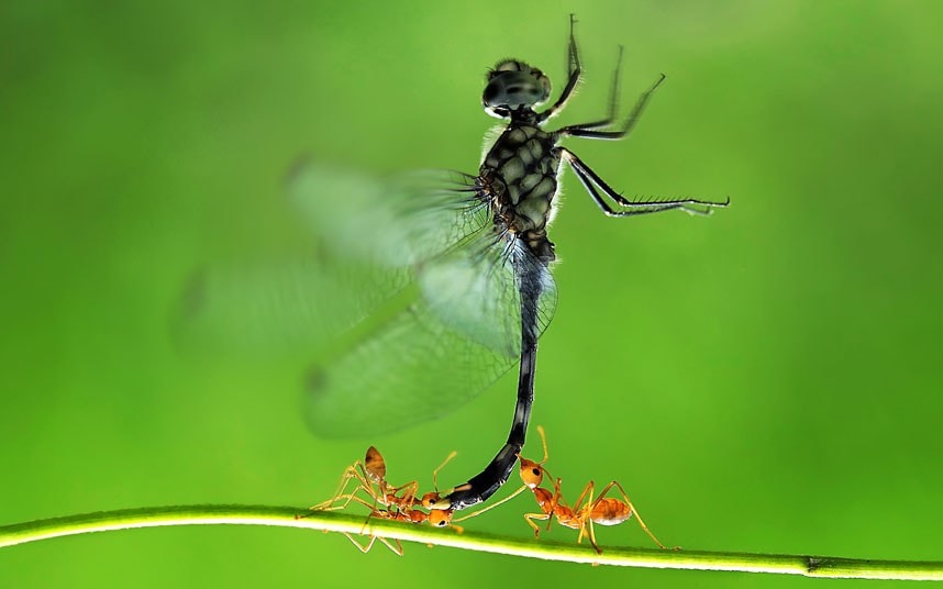 ants-dragonfly_2353596k.jpg