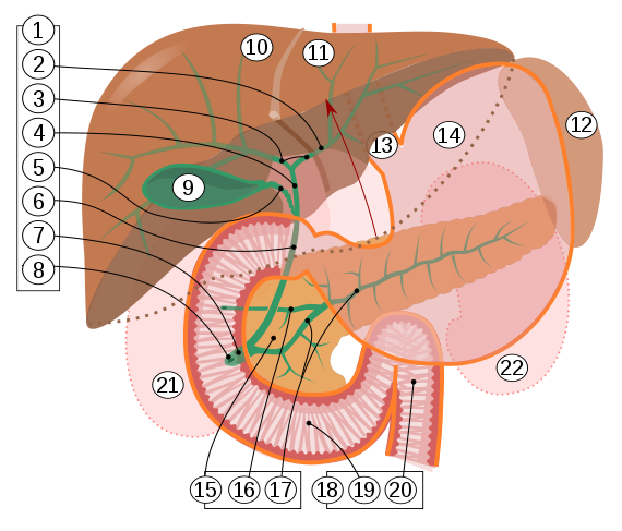 570px-Biliary_system_multilingual.svg.png
