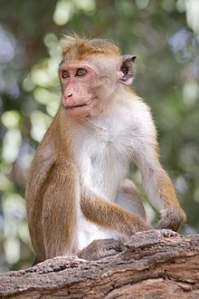 220px-Macaca_sinica_-_01.jpg
