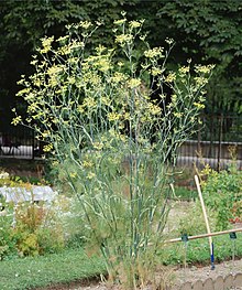 220px-Foeniculum_July_2011-1a.jpg