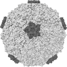 220px-Rhinovirus.PNG