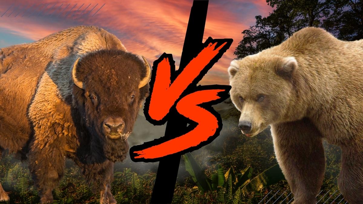 Grizzly-Bear-vs.-Bison-Who-Would-Win-in-a-Fight.jpg