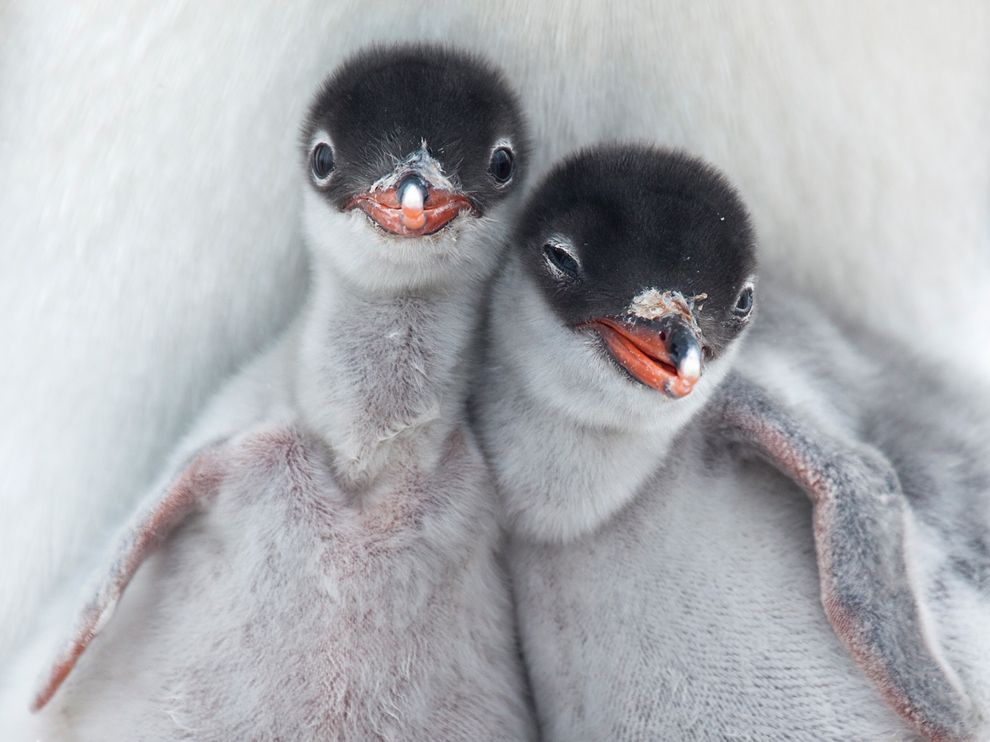 penguin-chicks-antarctica_62680_990x742.jpg